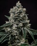 Lemon Gelato R1 - Image 2