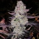GRAPE DIAMONDS R2 - Image 2