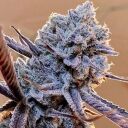 LILAC DIESEL RBX2 - Image 2