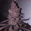 TROP CHERRY DUET - Image 4