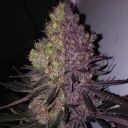 TROP CHERRY DUET - Image 2