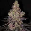 TROP CHERRY DUET - Image 3