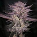 Atomic Fuego R1 - Image 2